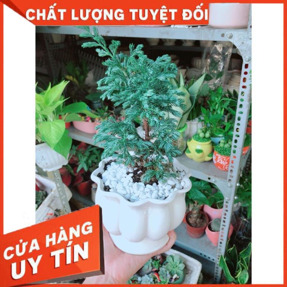 Cây Tùng Tuyết Hay Tùng Bạc Tuyết Tùng