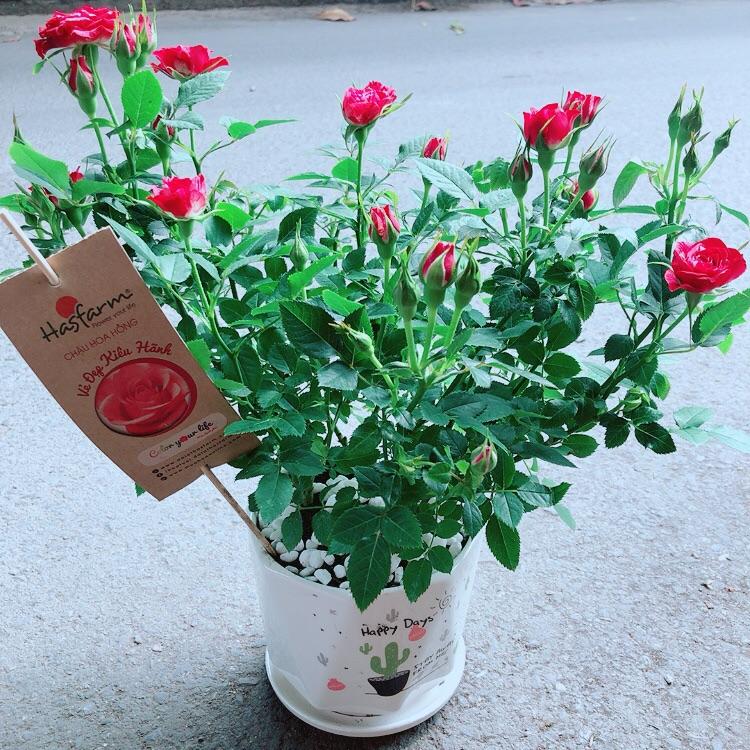 Chậu Cây Hoa Hồng