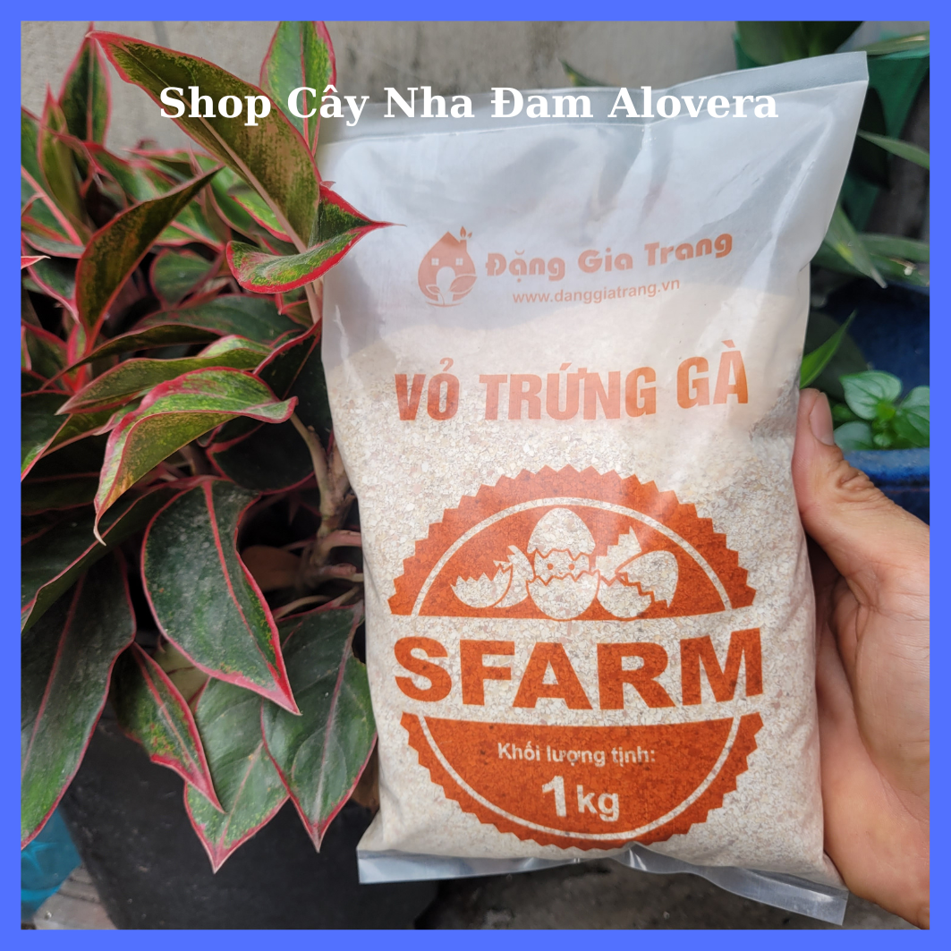 Vỏ Trứng Gà Đã Xử Lý Giúp Cây Khoẻ Mạnh, Hạn Chế Côn Trùng, Sâu Bệnh Cho Mọi Cây Trồng