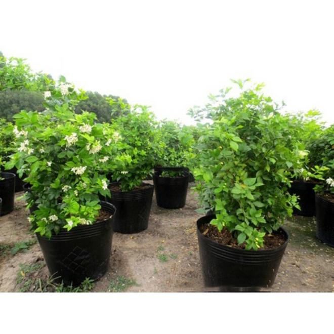 CÂY NGUYỆT QUẾ LÙN hoa thơm tứ thì - phôi bonsai