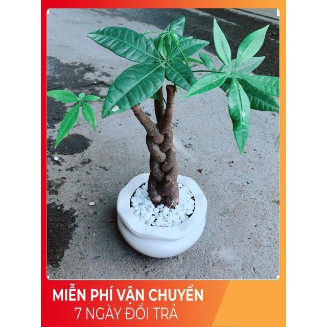 Chậu Kim Ngân 3 Thân Thắt Bính