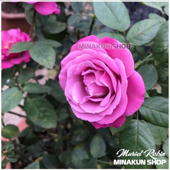 Hoa hồng ngoại Muriel Robin Rose Tím cực đẹp