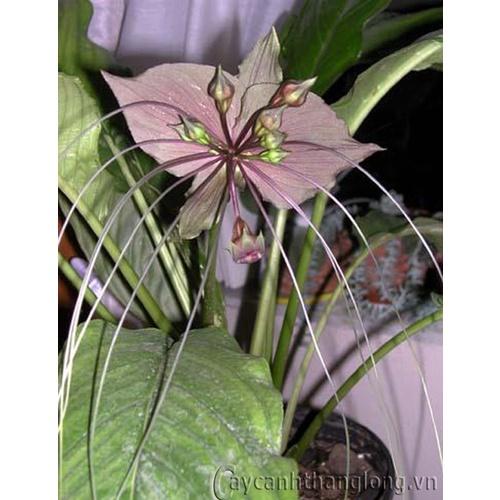 CHẬU CÂY RÂU HÙM LÀM CẢNH