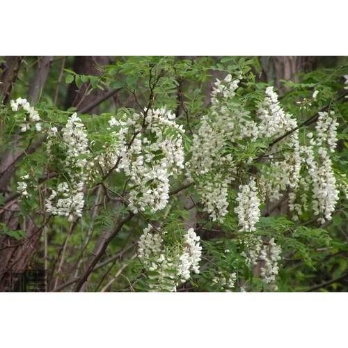 CÂY GIỐNG CÂY HOA HÒE ,CAM KẾT GIỐNG CHUẨN F1 - CGCHHHH