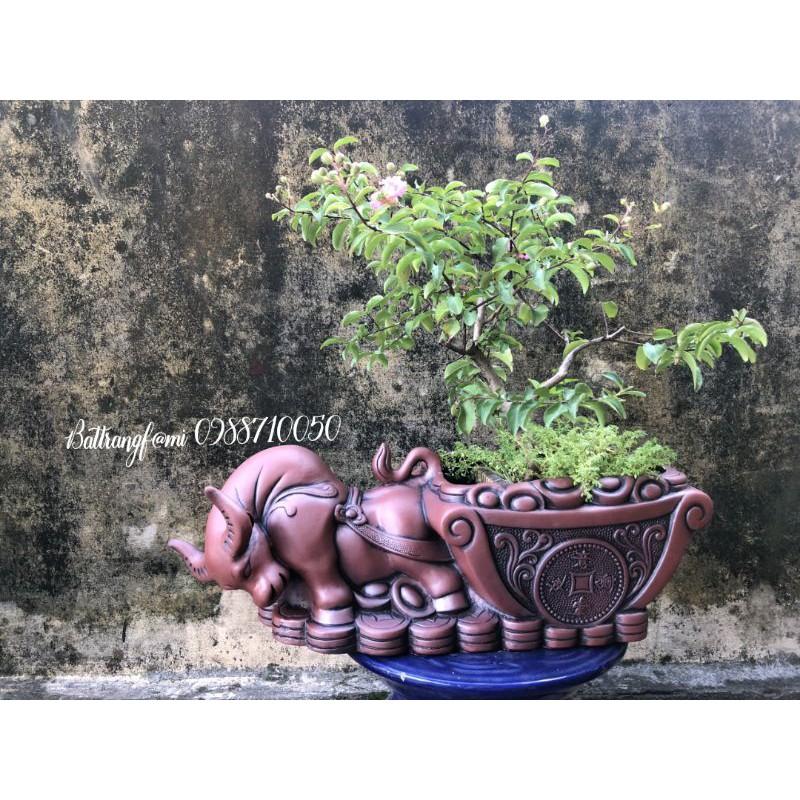 Trâu Vàng Đại Cát, Chiêu Tài Tụ Bảo