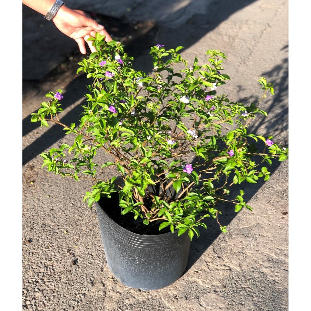 Cây hoa lài Nhật cao 90 - 100 cm
