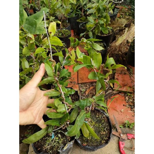 Cây mai giống tự quắn  - cây lớn