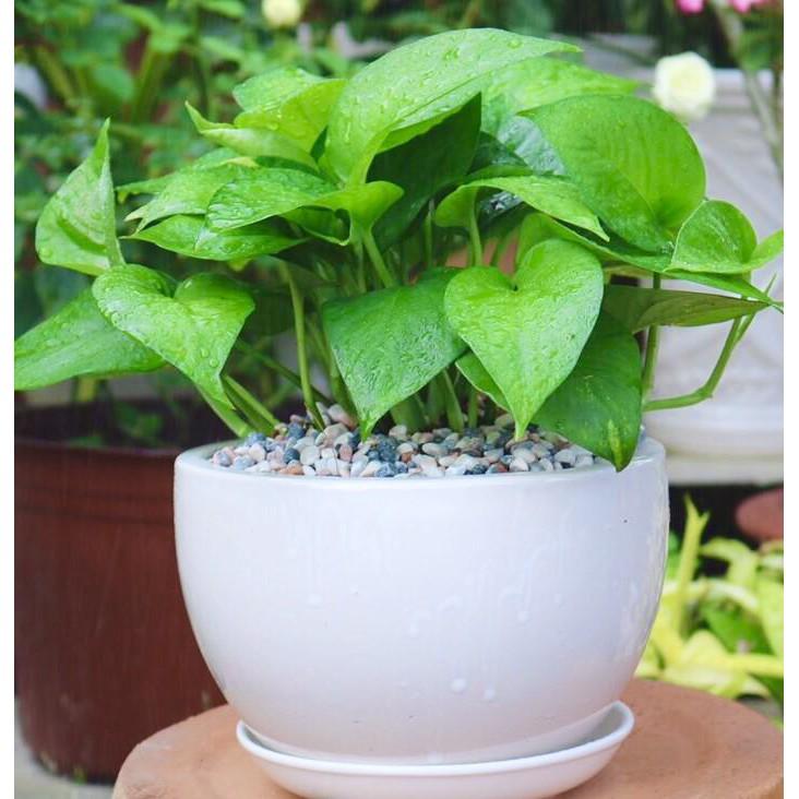 Chậu Trầu Bà Xanh để bàn