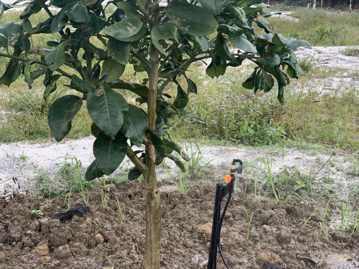 Bộ 10 que cắm 33cm