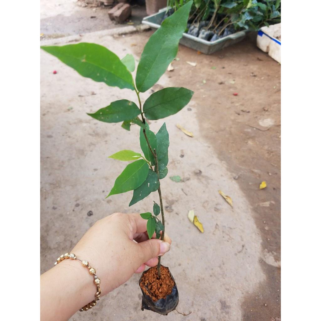 Cây giống hoa dẻ thơm - cây giống nhỏ