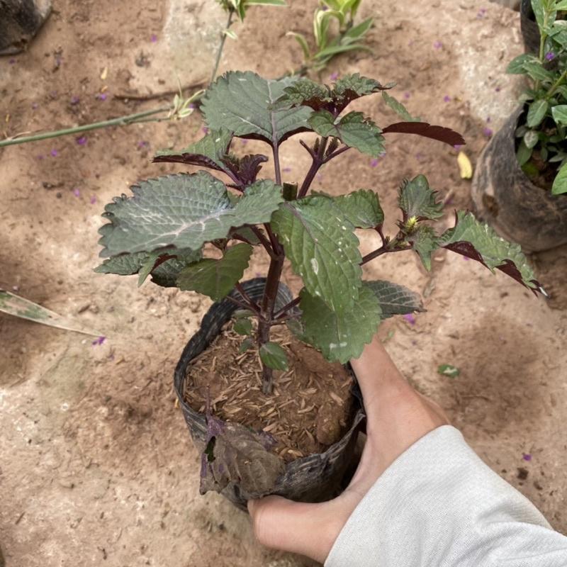 Cây rau tía tô trồv trong bịch đen được dùng làm gia vị trong các món ăn
