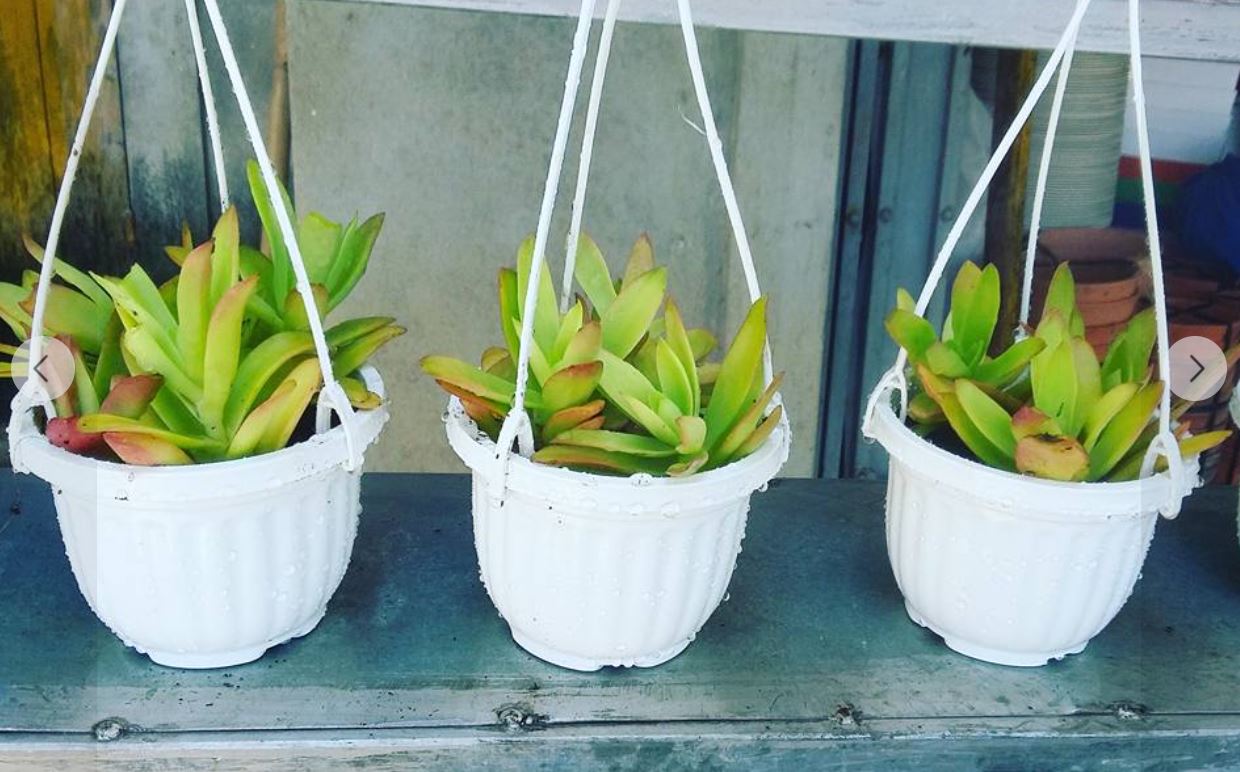 Combo 10 chậu treo mini trắng trồng cây cảnh