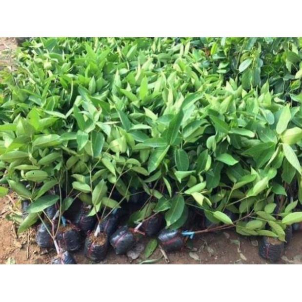 Sản phẩm CÂY GIỐNG ROI ĐỎ
