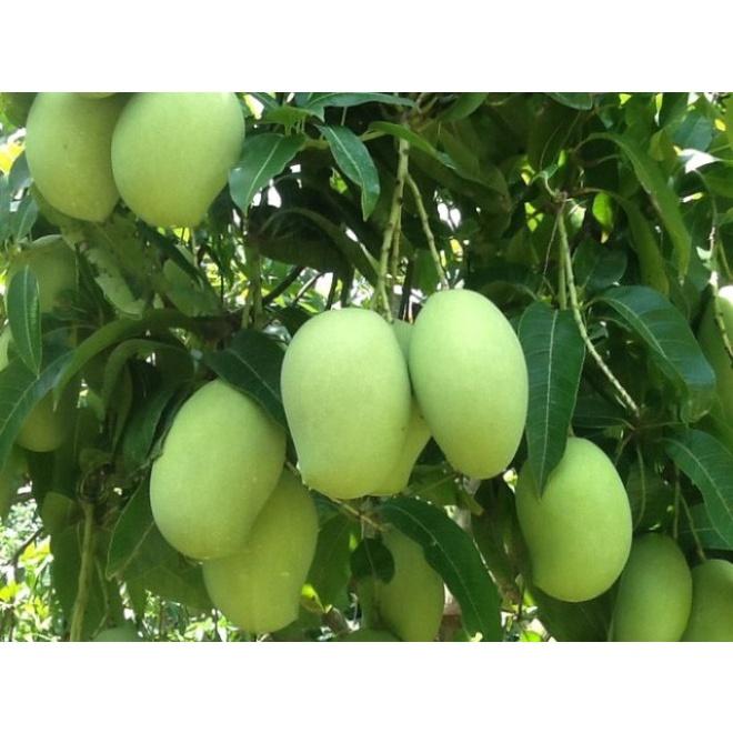Cây giống Xoài Thanh Ca ĐÃ CAO GẦN 2M RỒI trồng chậu được.