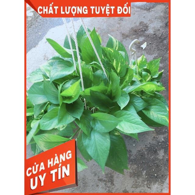 Chậu Trầu Bà Thái Size Đại