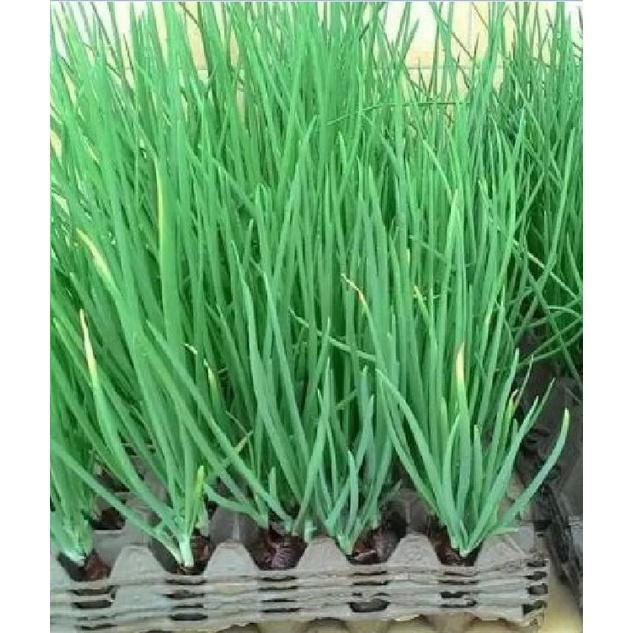 Hạt giống hành lá cao sản gốc trắng CT127 - Gói 2gram