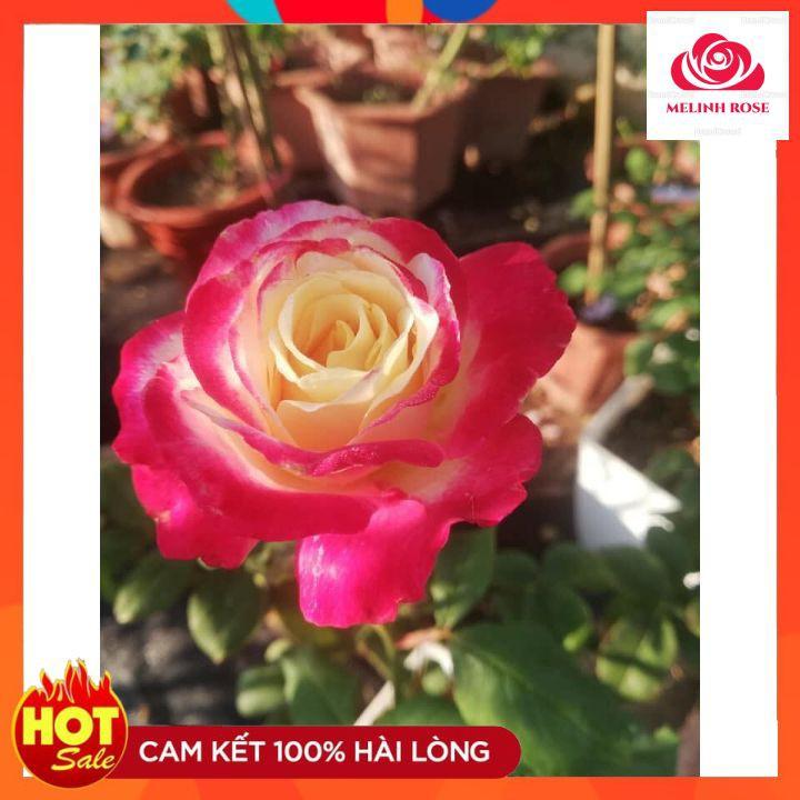 Hoa Hồng Bụi Double Delight, Hoa thơm màu Hồng Song Hỷ