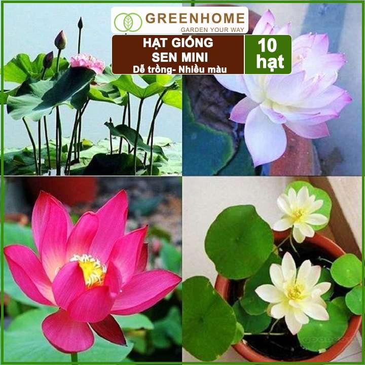 Hạt giống hoa sen Nhật mini, gói 10 hạt, nhiều màu, dễ trồng, tặng kèm hướng dẫn, H01