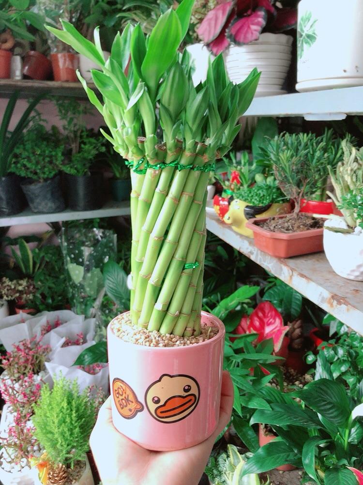 Chậu Cây Trúc Phát Tài