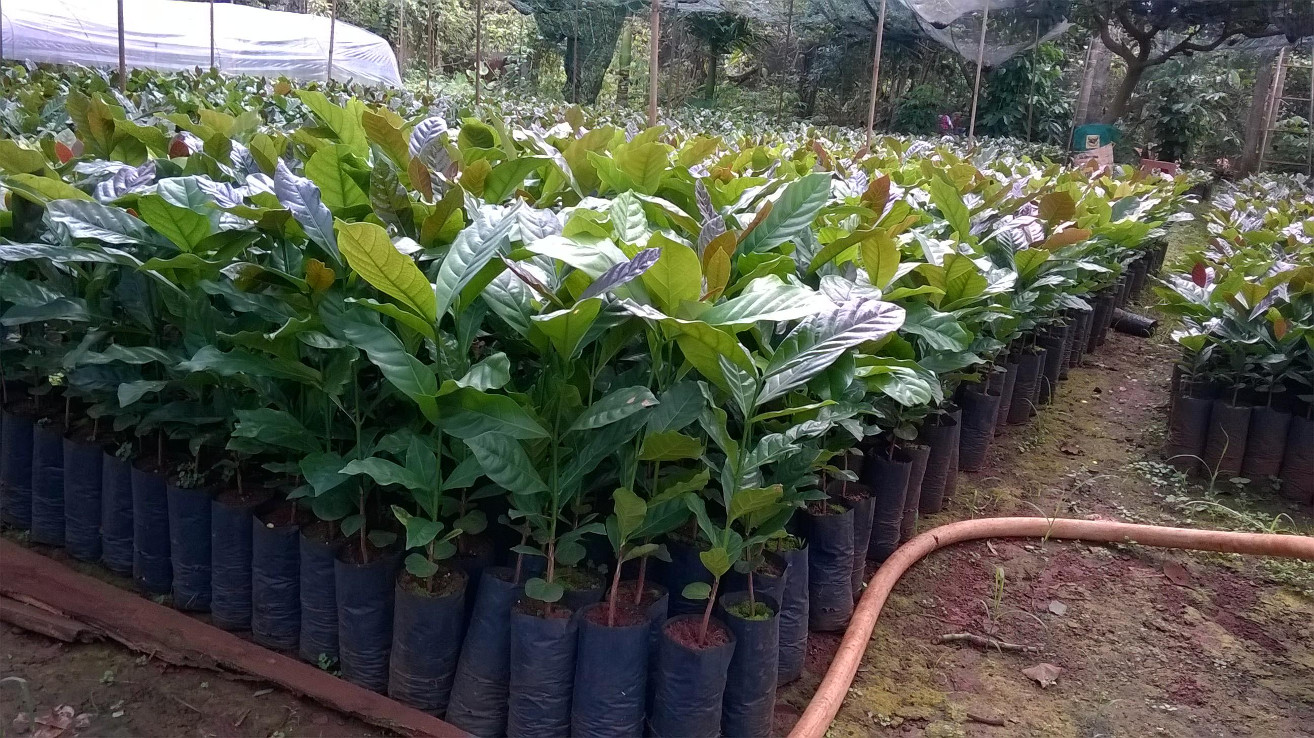 1 Kg Hạt giống Cà Phê vối cao sản TR9 .