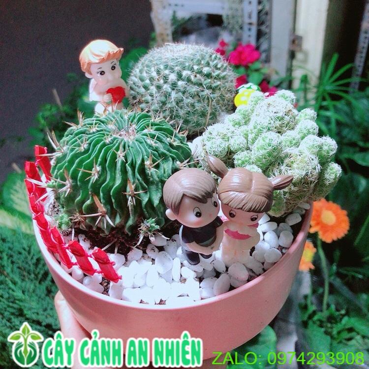Chậu Xương Rồng Tiểu Cảnh