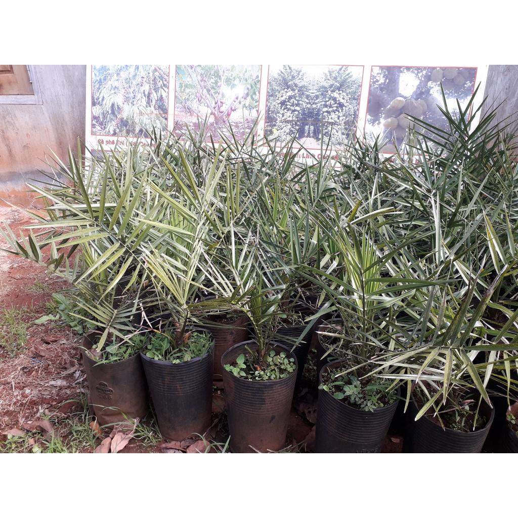 Cây giống CHÀ LÀ NAM MỸ BẦU TO KHỔNG LỒ NHƯ HÌNH