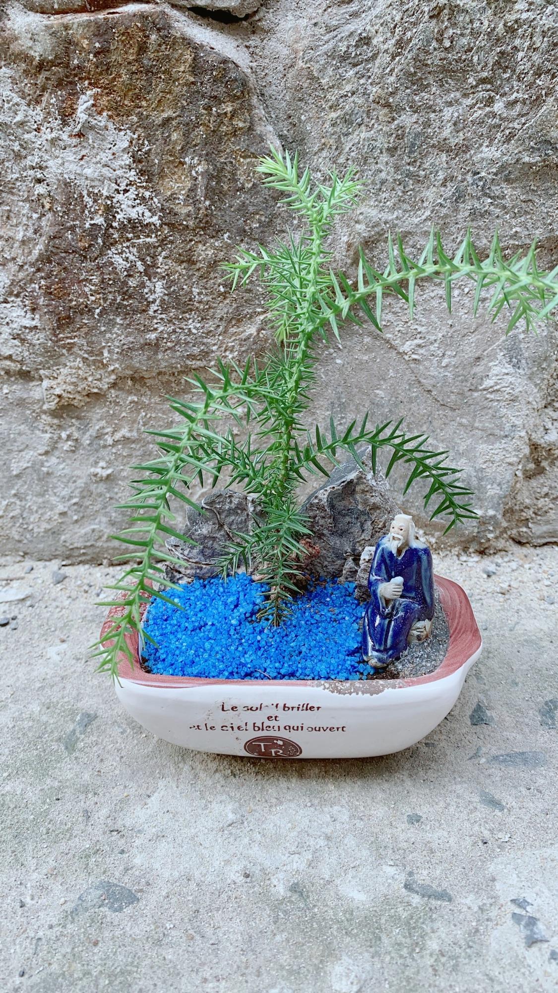 Chậu Tùng Bồng Lai