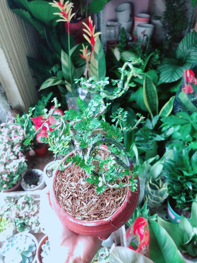 Chậu Cây Cần Thăng