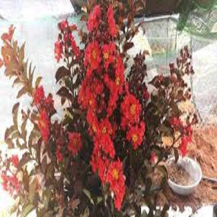 CHẬU CÂY HOA TƯỜNG VY HUYẾT LONG