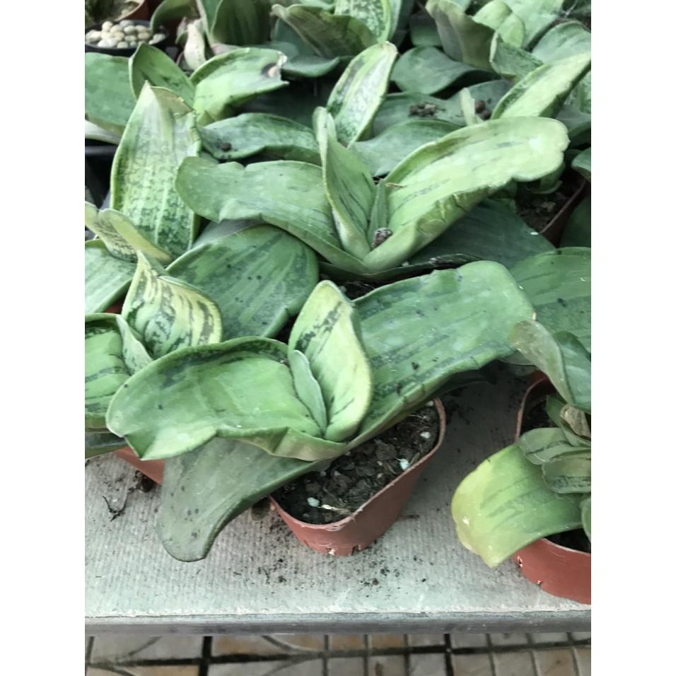 Cây Sen Mỏ Vịt - cây cảnh để bàn + tặng phân bón cho cây