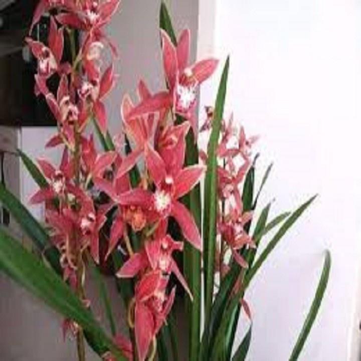 CHẬU ĐỊA LAN TIỂU THƯ HÀN QUỐC, HOA NỞ CHUẨN TẾT - NCDLTTTHQ