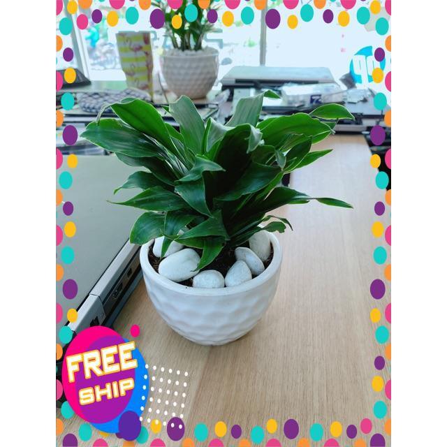 Chậu Cây Phát Tài