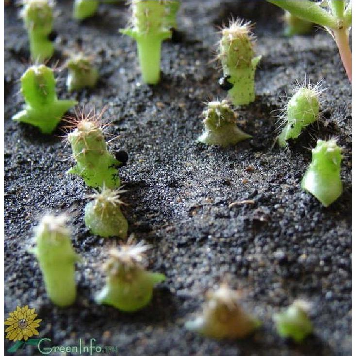 Hạt giống hoa xương rồng gấm mix màu KNS3545 - Gói 20 hạt