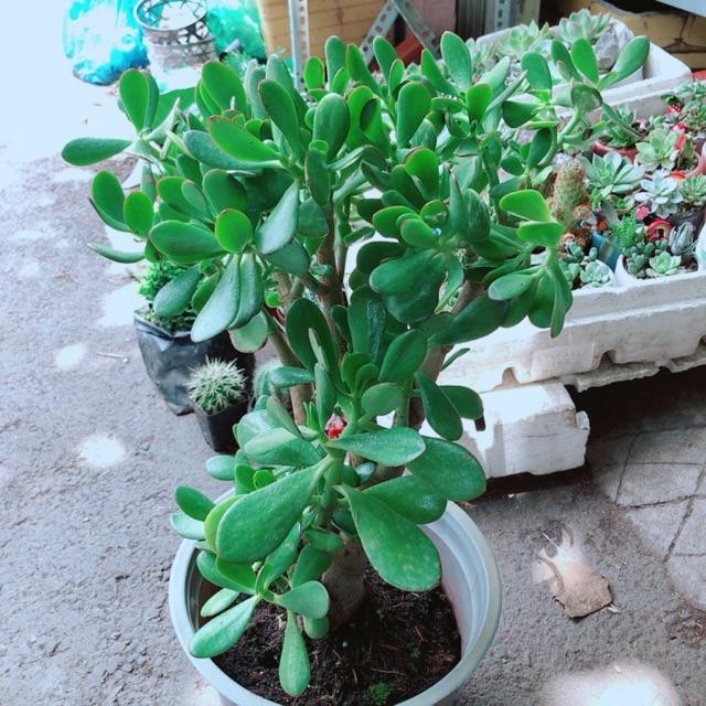 Chậu Ngọc Bích