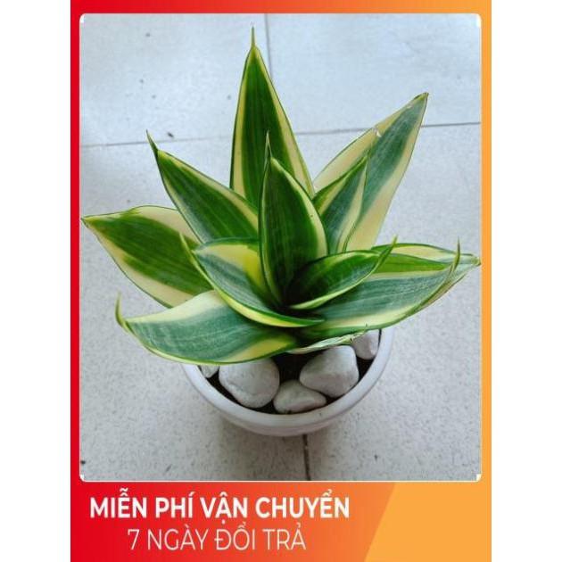 Chậu Lưỡi Hổ Thái Vàng