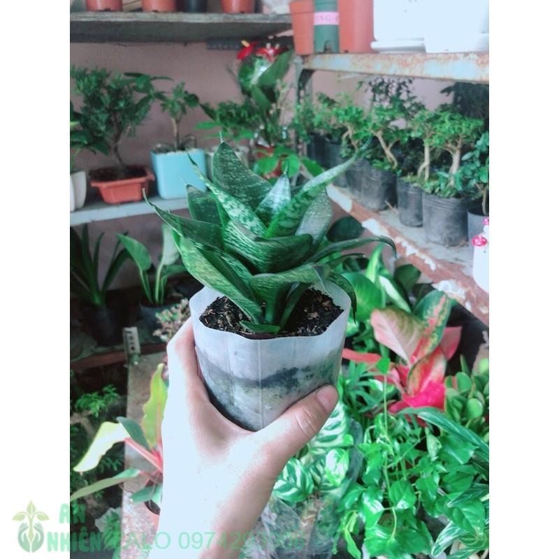 Cây Lưỡi Mèo