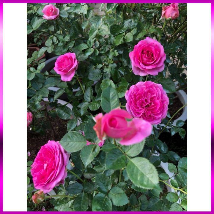 Hoa Hồng Lafont Rose- bầu to cây lớn trưởng thành