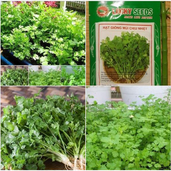 Hạt giống Ngò Rí Bạc Liêu ,mùi tàu dể trồng f1- Gói 20gram-tặng kèm gói phân bón lót