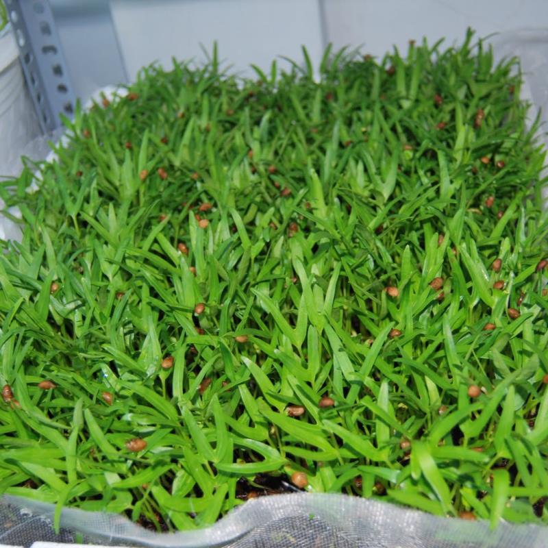 Hạt rau mầm rau muống Thái Lan siêu giòn ngọt - 1kg