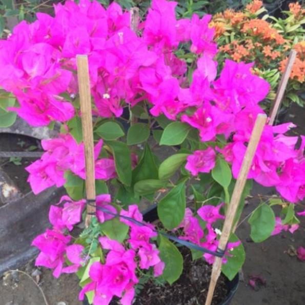 Hoa giấy đỏ hồng siêu bông