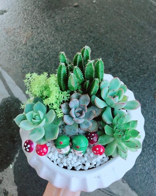 Chậu Sen Đá Tiểu Cảnh