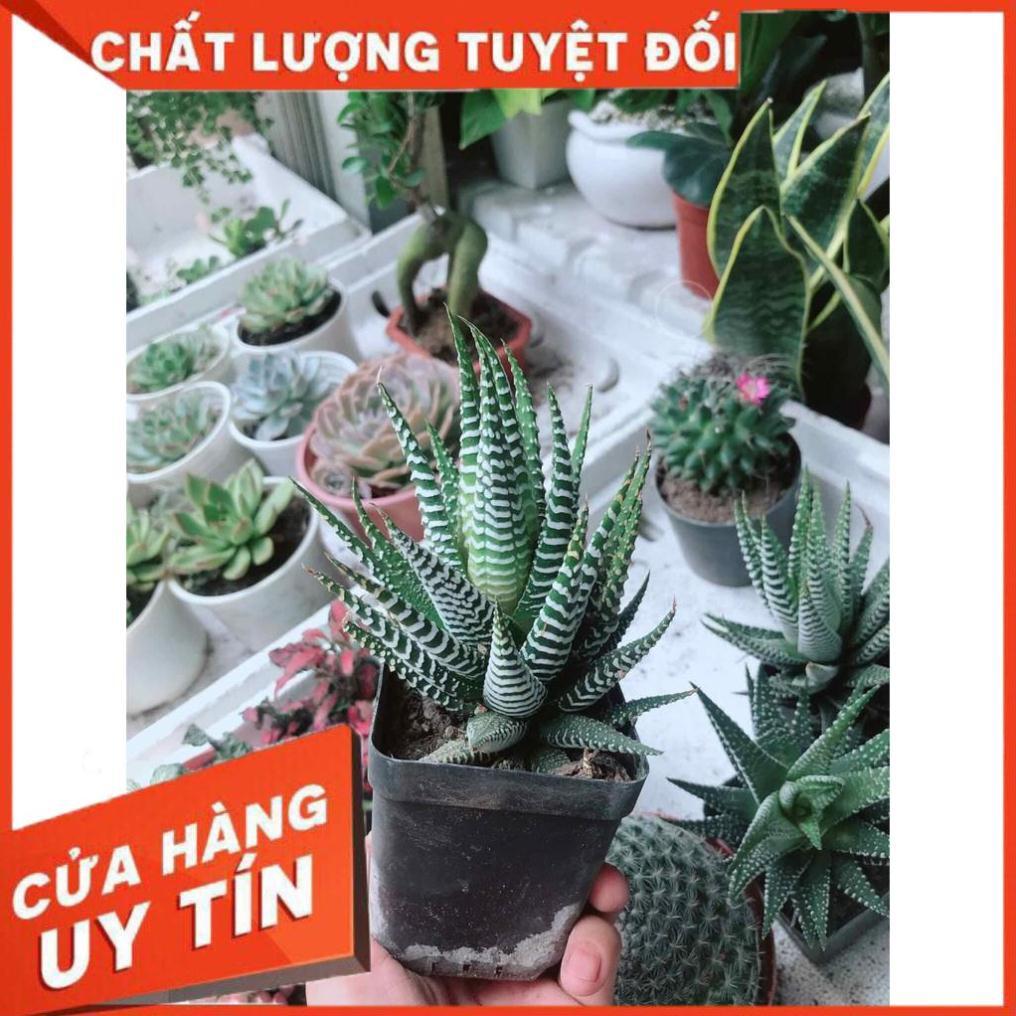 Móng rồng may mắn Nhiều Người Mua
