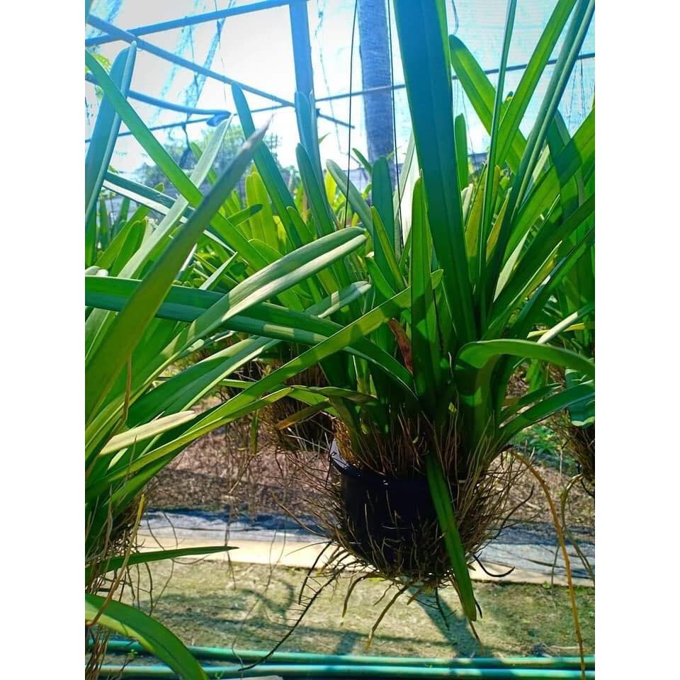 LAN KIẾM VÀNG THÁI LAN, mặt hoa lai, gửi đi cả chậu siêu to, giá cực rẻ