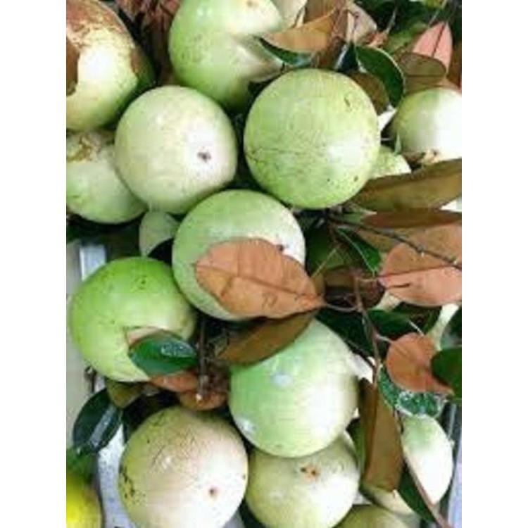 Cây Giống VŨ SỮA TRẮNG- GIỐNG F1- SIÊU QUẢ