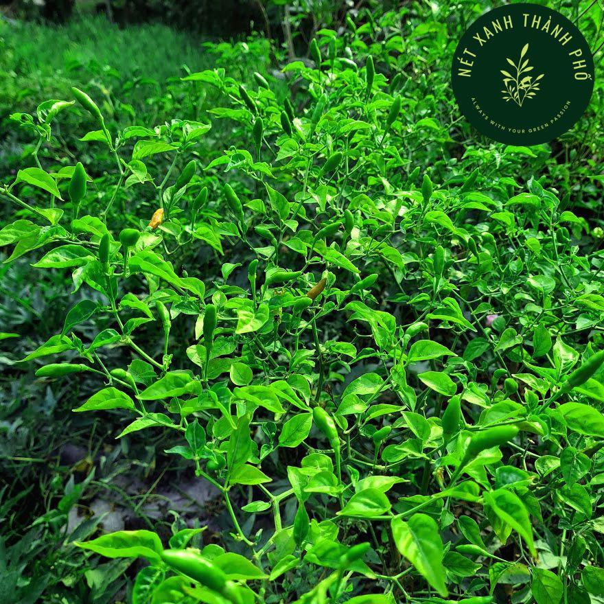 Hạt giống Ớt Xiêm 0,2g