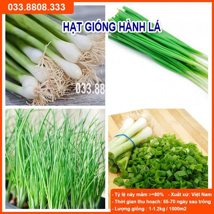 Hạt Giống Hành Hương 5g - Giống Dễ Trồng