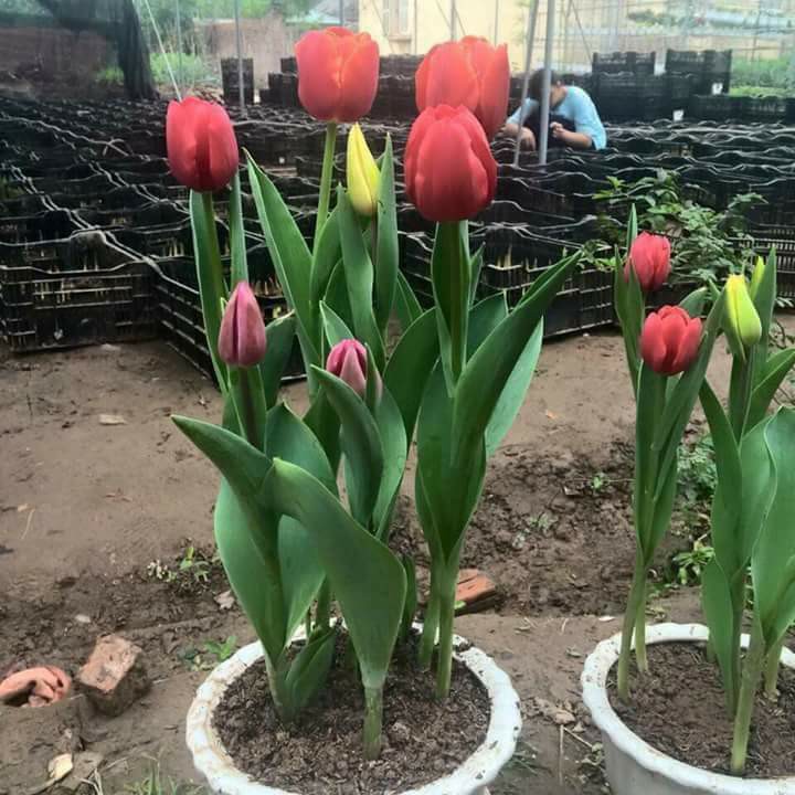 Set 5 củ giống hoa tulip mix 5 màu ( 5 màu đỏ , vàng , cam,tím sọc , trắng đỏ lửa )