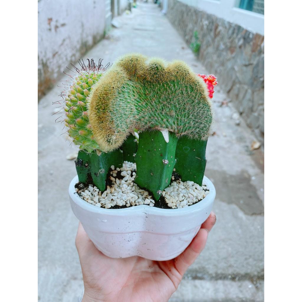 Chậu xương rồng tiểu cảnh