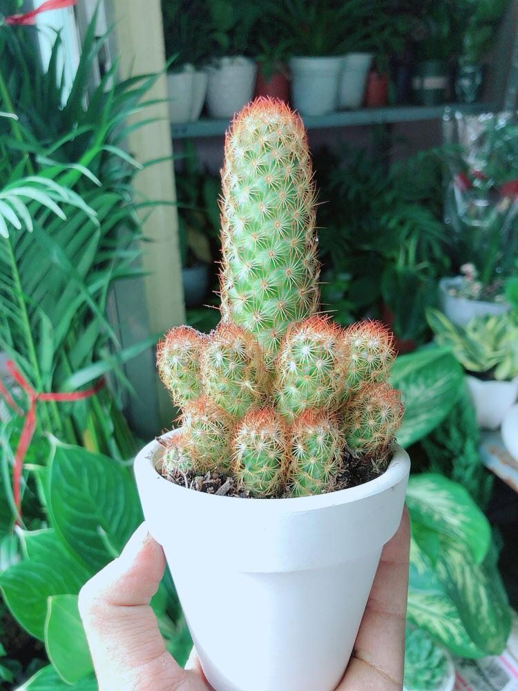 Chậu Xương Rồng Trụ