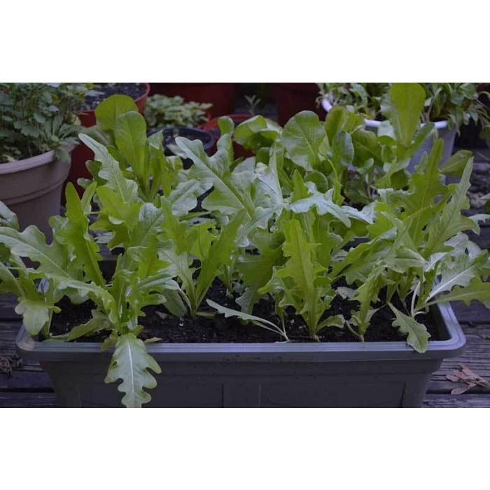 Hạt giống rau xà lách sồi xanh OAKLEAF KNS3109 - Gói 2gram